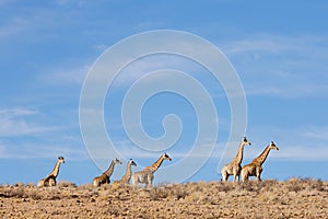 Giraffes walking in arid environment, Kalahari desert, South Africa photo