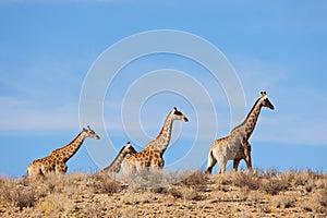 Giraffes walking in arid environment, Kalahari desert, South Africa photo