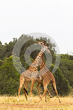 Giraffes. The battle in the savannah. Kenya, Africa