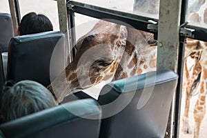 giraffes beg for food from travellers in bus at safari park