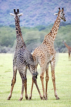 Giraffes bicolor (Giraffa camelopardalis)