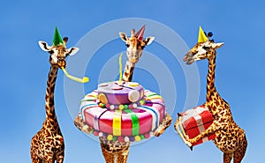 Giraffes on birthday party with cake and present