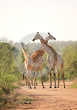 Giraffes blocking the road