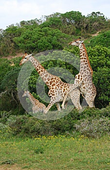 Giraffes breeding