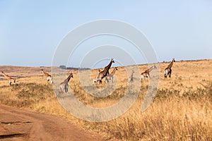 Giraffes Calf Landscape Wildlife Animals