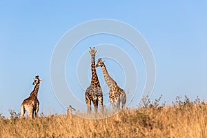 Giraffes Calf Protect Wildlife Animals