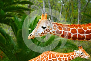 Giraffes in chapultepec zoo, mexico city.  I