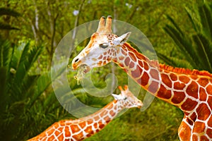 Giraffes in chapultepec zoo, mexico city.  III