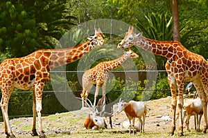 Giraffes in chapultepec zoo, mexico city. IV