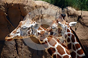 Giraffes closeup