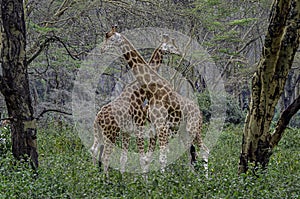 Giraffes confronting each other in forest of Nakuru in Kenya.