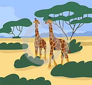 Giraffes couple wild African animals in tropical nature, savanna landscape. Savana park, safari parkland in Africa