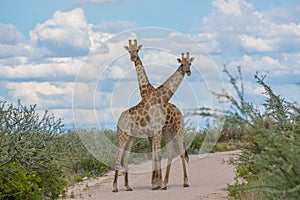 Giraffes crossing necks