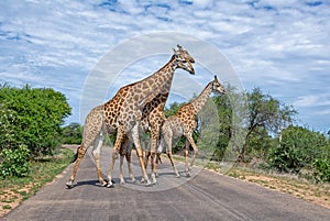 Giraffes Crossing A Road