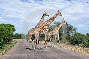 Giraffes Crossing A Road