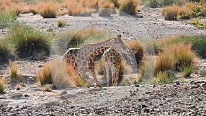 Giraffes drink at a waterhole in Palmwag area