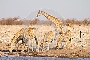 Giraffes drinking photo