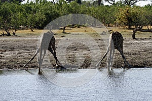 Giraffes Drinking