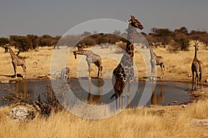 Giraffes at drinking pool