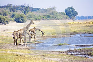 Giraffes Drinking from the River