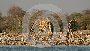 Giraffes drinking water - Etosha National Park