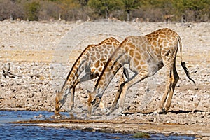 Giraffes drinking water