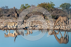 Giraffes Drinking at a Waterhole