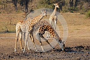 Giraffes drinking at a waterhole, Kruger National Park, South Africa