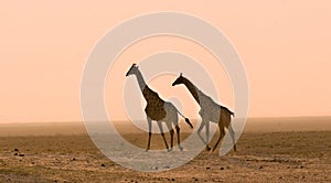 Giraffes in the dust