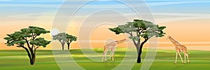 Giraffes eat the foliage of acacia trees in the African savannah. Realistic vector landscape. The nature of Africa