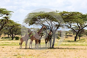 Giraffes eat leaves from the acacia trees