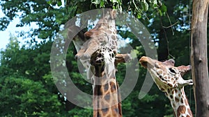 Giraffes eat leaves from tree branches.