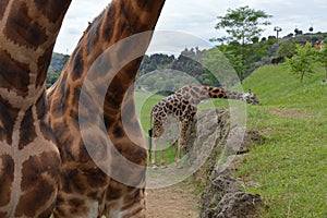 Giraffes eating grass in their natural habitat in Parque de Cantabria, Spain