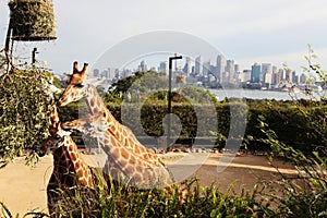 Giraffes Eating Leaves, Taronga Zoo, Syndey Australia