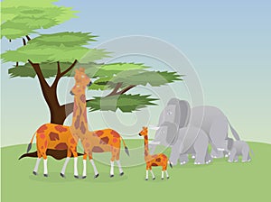 Giraffes and elephants