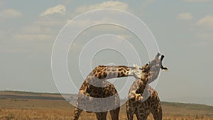 Giraffes engaged in a ritualized display of dominance called necking