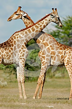 Giraffes, Etosha National Park, Namibia