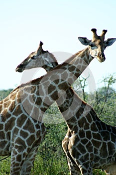 Giraffes, Etosha NP, Namibia