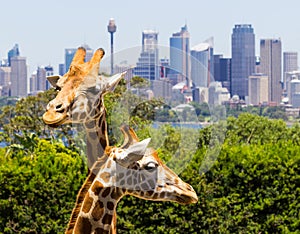 Giraffes with a fabulous view of Sydney