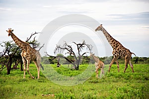 Giraffes family, Etosha Park, Namibia