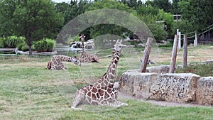 Giraffes Family Resting in Wichita Kansas