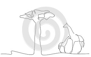 Giraffes family silhouette on white background african animal line drawing vector