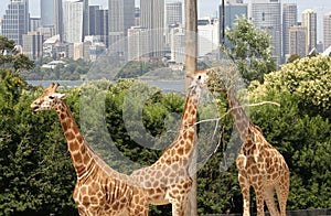 Giraffes feeding