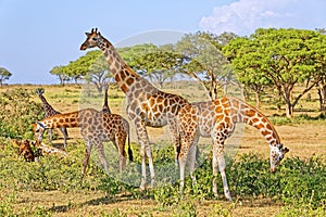 Giraffes Feeding in Natural Habitat