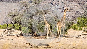 Giraffes feeding near the Hoanib river, Namibia