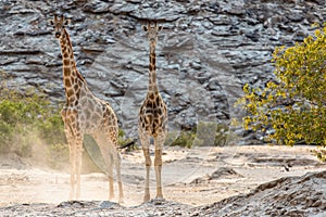 Giraffes feeding near the Hoanib river, Namibia