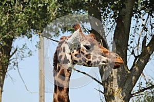 Giraffes feeding at a safari park in the UK