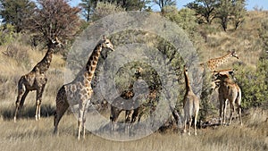 Giraffes feeding on thorn trees - Kalahari desert