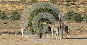 Giraffes feeding on a tree
