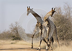 Giraffes fighting in Kruger